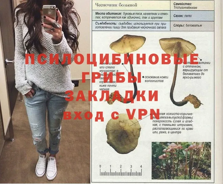 Псилоцибиновые грибы Psilocybine cubensis  Губкин 